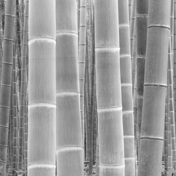 #bamboo #daesoo kim #black and white photo #gelatin silver #zone system #ansel adams / #대나무 #선비 정신 #김대수 #흑백 사진 #은염프린트 #젤라틴실버 #존시스템 #안셀 아담스 / #탄은 #이정 #사군자 #매난국죽