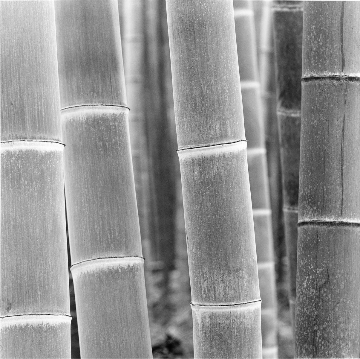 #bamboo #daesoo kim #black and white photo #gelatin silver #zone system #ansel adams / #대나무 #선비 정신 #김대수 #흑백 사진 #은염프린트 #젤라틴실버 #존시스템 #안셀 아담스 / #탄은 #이정 #사군자 #매난국죽